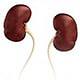 Meet Your Kidneys Part 1