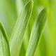 Green Barley Benefits Green Barley Benefits