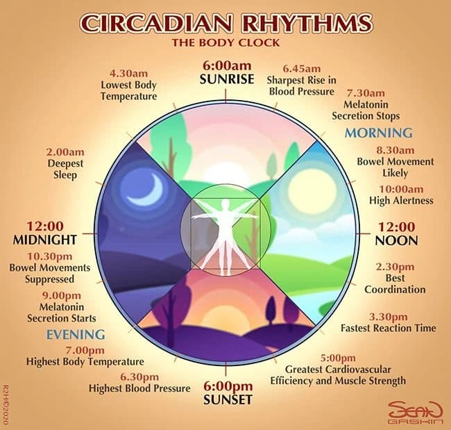 Circadian Rhythms