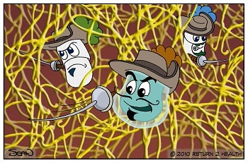 Three Systemic Enzymes