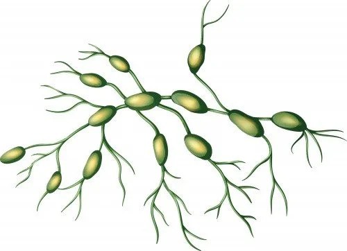 Your Lymphatic System