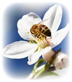 NZ beekeeper offers to test $13 tsp UK 'manuka honey'