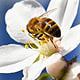 NZ Beekeeper Offers To Test $13 tsp UK ‘Manuka Honey