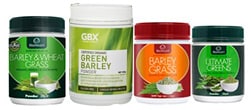 Barley Grass Barley Grass