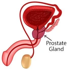 Prostate Gland - Part 1