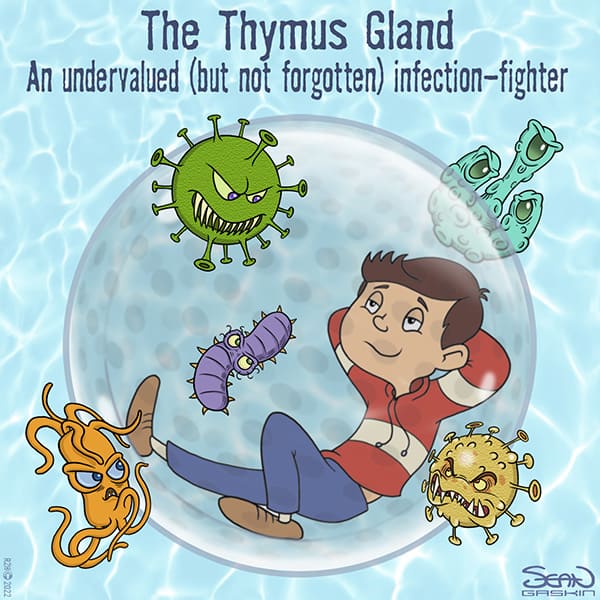 YOUR THYMUS GLAND