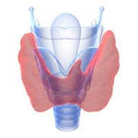 Thyroid