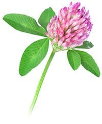 Red Clover
