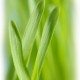 Green Barley Benefits