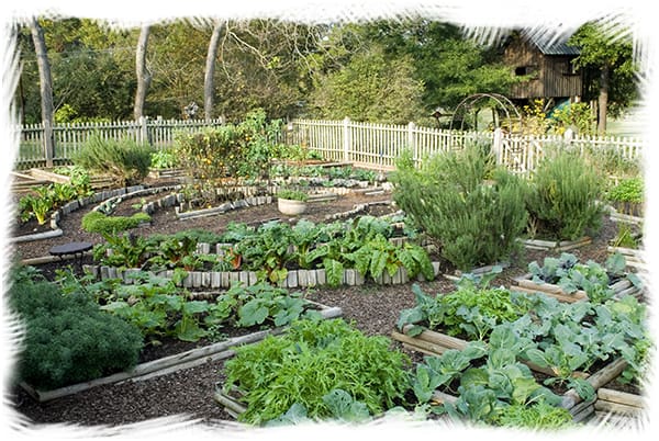 Organic Garden