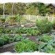 An Organic Garden You Can Call Your Own