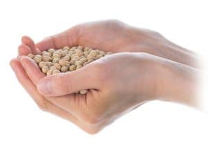 Handful of Soya Beans