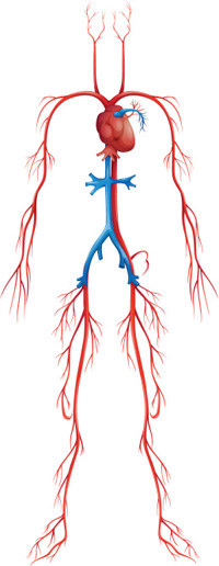 The Body's Cardiovascular System