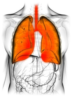 Lungs & Airways