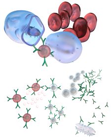 Immune Response