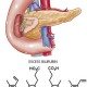 Meet Your Pancreas Part 2