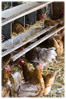 Barn-raised-eggs