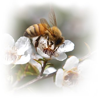 Bee on Manuka Flower