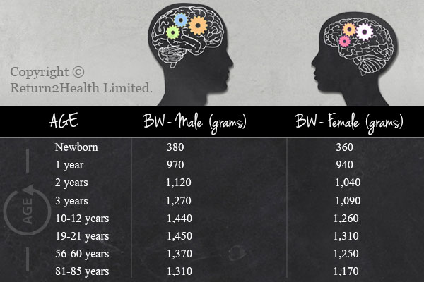 Brain Weights Compared