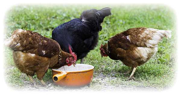 Cage-free-or-Free-range