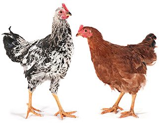 canstockphoto3351925
