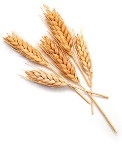 Wheat