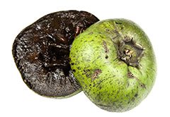 Chocolate-sapote