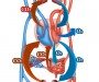 A Moving Experience for Your Circulation