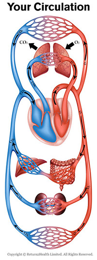 circulation-body-smalll
