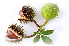 common-horse-chestnut
