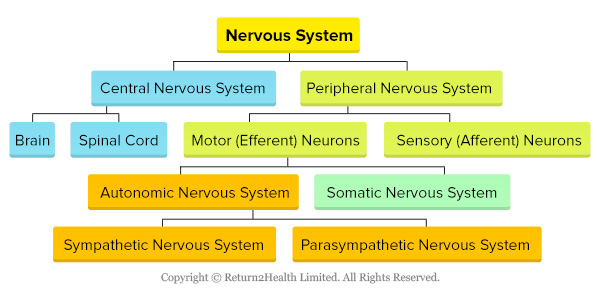 Your Nervous System - Part 1 | Return2Health