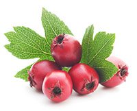 Hawthorn