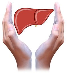 hand-liver