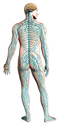 human nervous system diagram