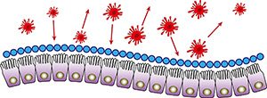 Intestinal-mucosa-immunity