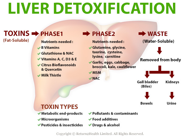 Liver-Detoxification