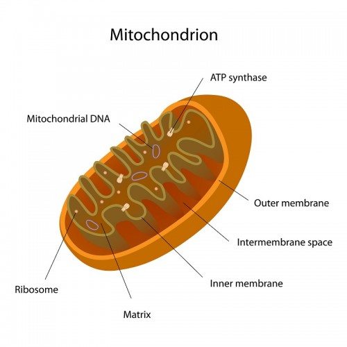 Mitochondrian