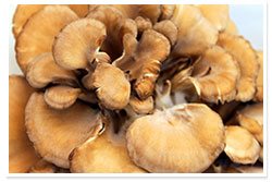Mushrooms