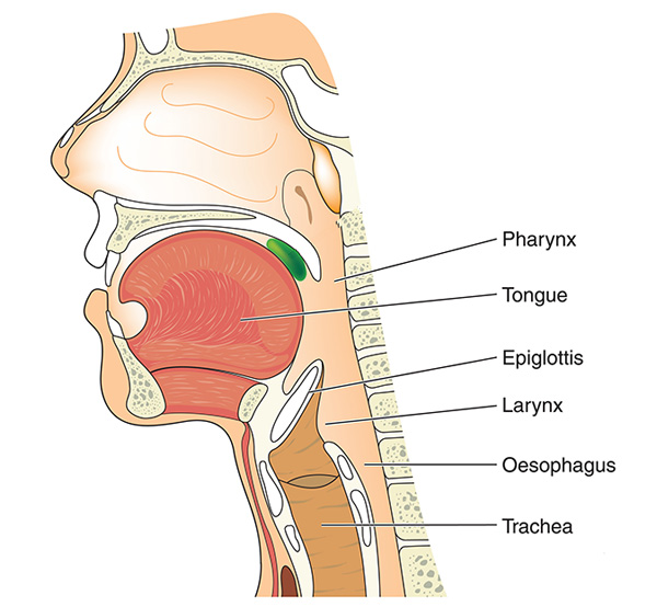 anatomy-of-the-nose-and-throat-14738589