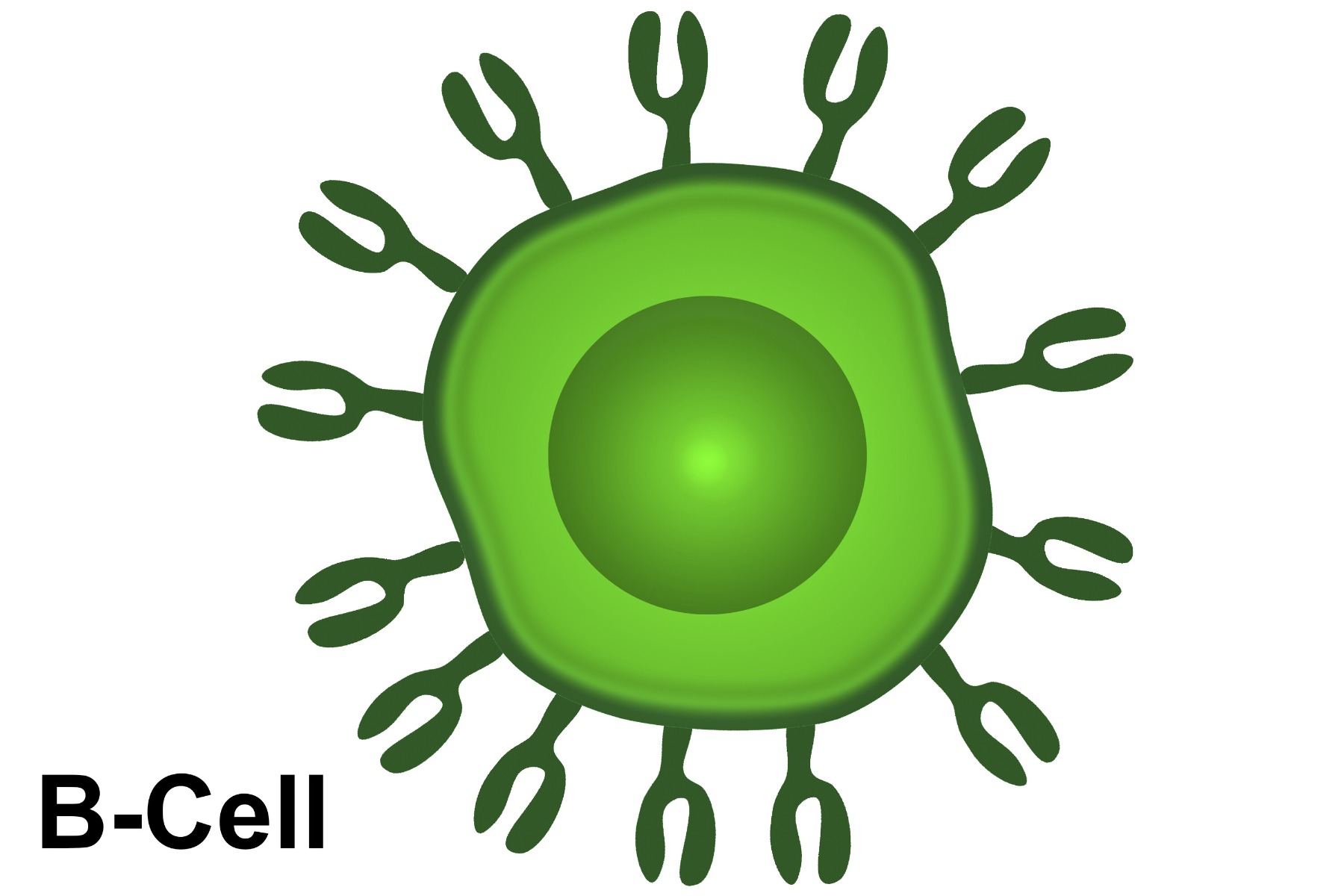 B-cell