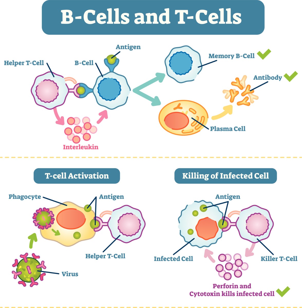 B-cells and T-cells