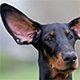 Basic Ear Anatomy and Physiology 