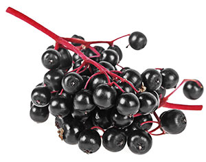 black-elderberry-fresh-fruit-on-a-white-55624831