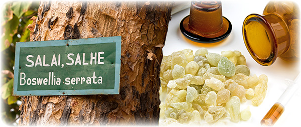 boswellia-serrata-tree-with-plate-with-52758555