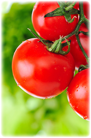 close-up-of-fresh-red-tomatoes-still-on-5857109 close-up-of-fresh-red-tomatoes-still-on-5857109