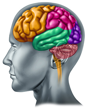 colourful-brain9540435