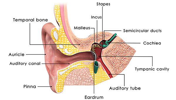 ear-anatomy-23321296