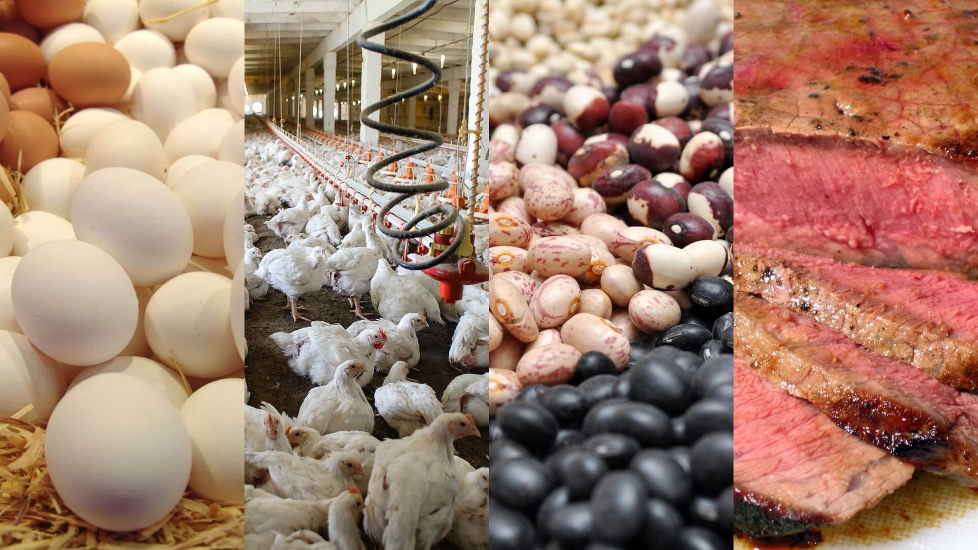 Poultry