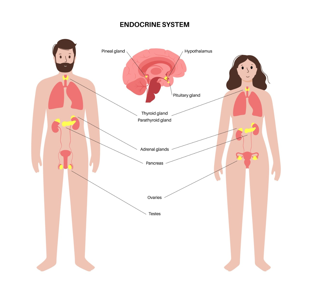 Endocrine System
