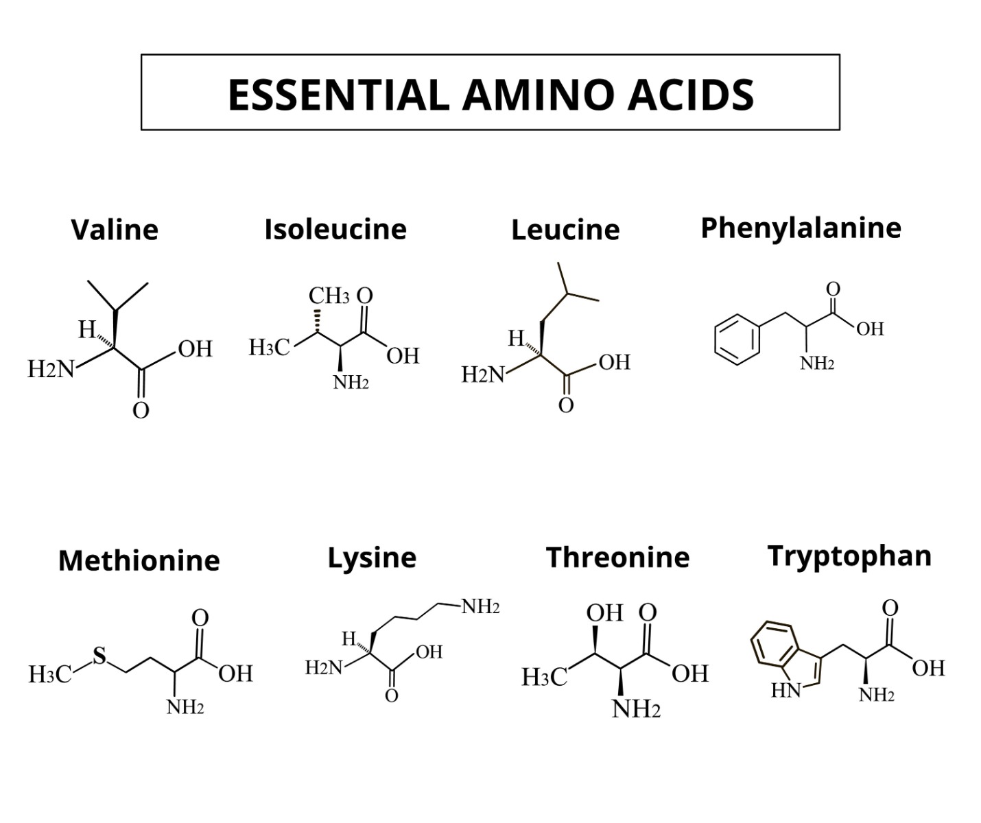 Essential Amino Acids
